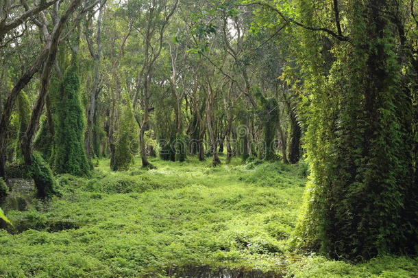 绿色湿地森林