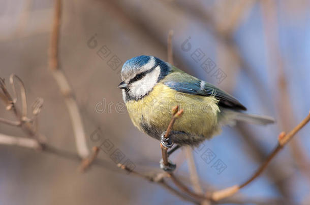 动物美丽的鸟蓝色蓝<strong>山雀</strong>