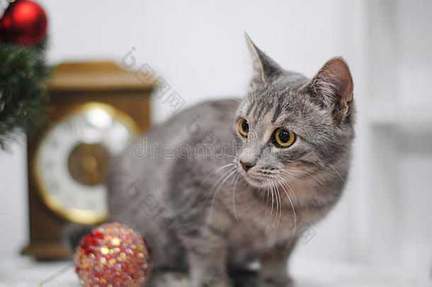 灰色毛茸茸的猫，有一个红色闪亮的圣诞树球。 背景中的老式手表