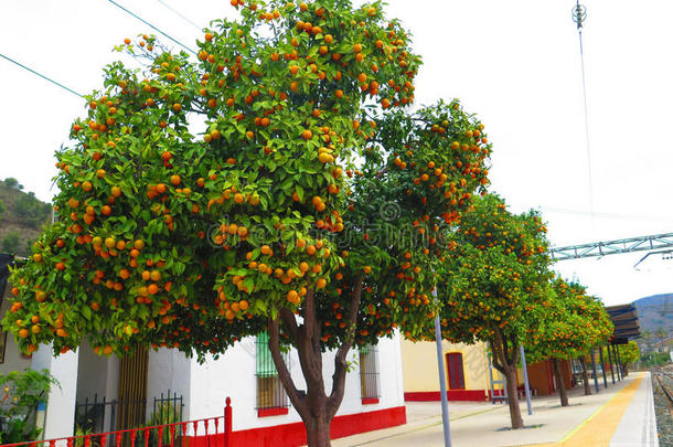 安达卢西亚食物水果橙色平台