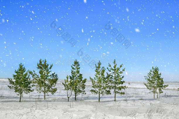 圣诞节和新年背景。 在明亮的蓝天背景下，森林里的圣诞树在下雪的时候。