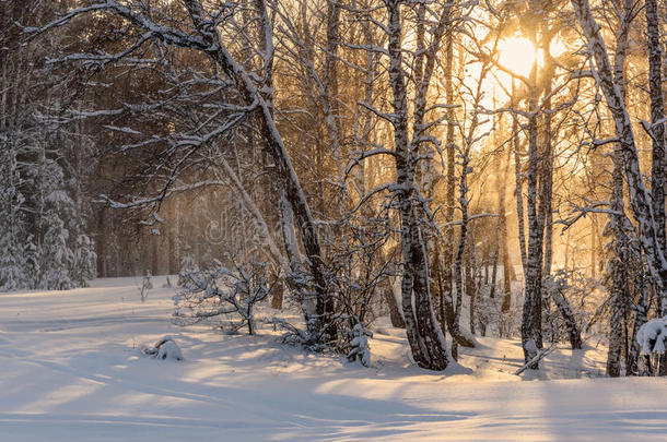 森林降雪太阳日落冬天