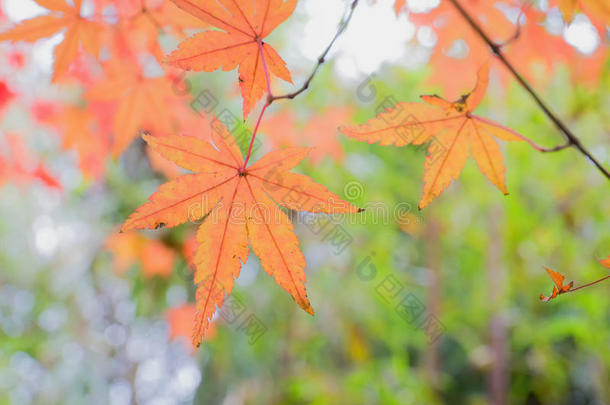 秋天背景图表瓷器颜色