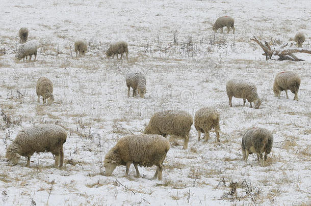 成群的羊在雪地里野外觅食