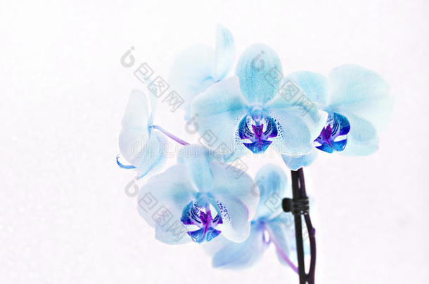 白色背景的蓝色兰花蝴蝶兰花束