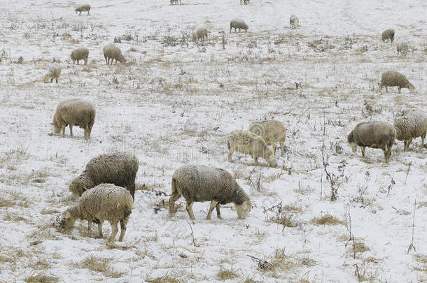 成群的羊在雪地里野外觅食