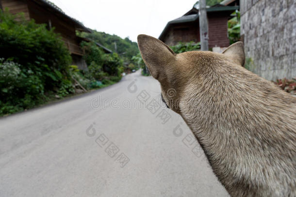 狗在街上等着