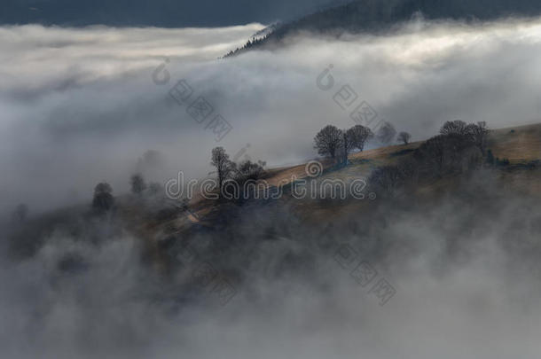 黑森林山脉景观树木雾德国施瓦茨瓦尔德肖因斯兰