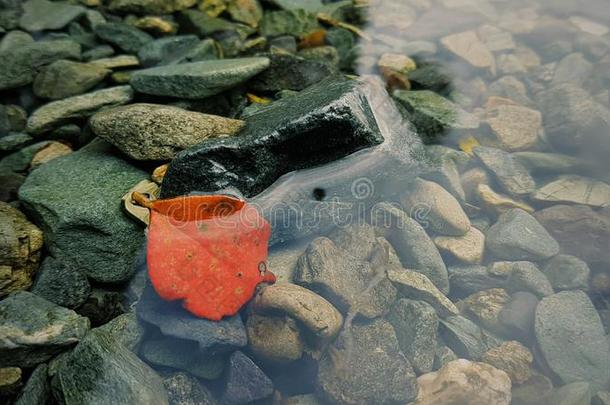 特写镜头湖叶卵石<strong>预设</strong>