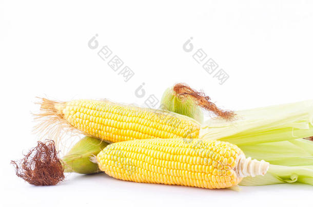 在白底玉米蔬菜上分离出甜玉米的新鲜穗或成熟玉米的籽粒