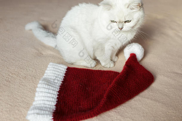英国猫坐在一张床上，戴着红色的帽子，准备迎接新年