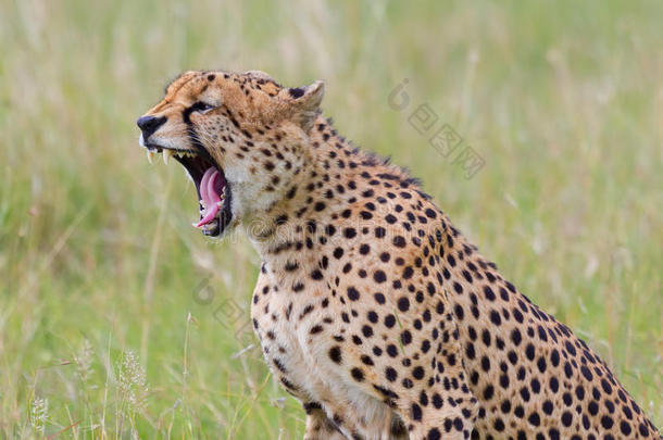 猎豹，<strong>咆哮</strong>，<strong>咆哮</strong>，打哈欠，马赛马拉，肯尼亚