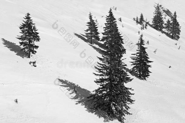 <strong>黑白图片</strong>松树在山坡上