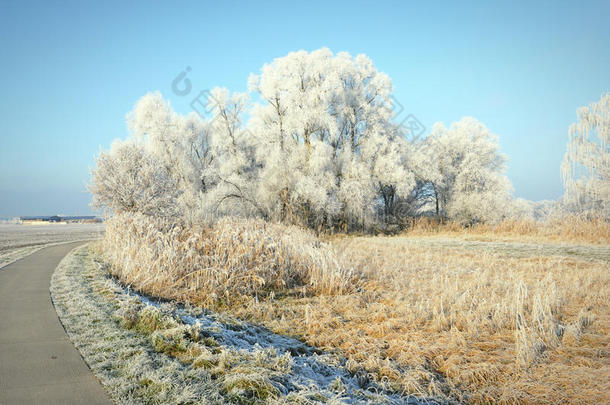 在冬天，沿着芦苇和树木的小径有<strong>雾凇</strong>霜晶