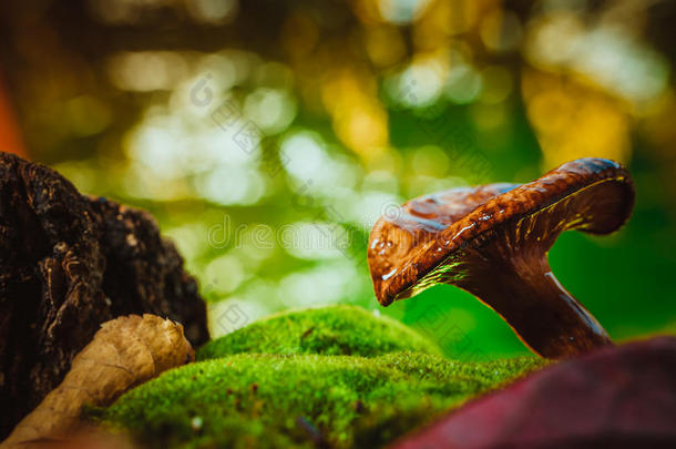 新鲜的山雀蘑菇生长在苔藓上的树林里