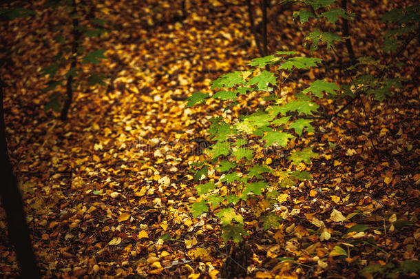 秋天的叶子<strong>黄绿</strong>的树