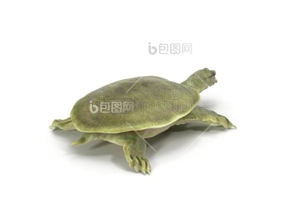 中华软壳龟中华绒螯蟹在白色三维插图-包图企业站
