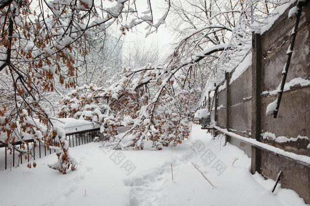 从安全周界掉在雪地里的树