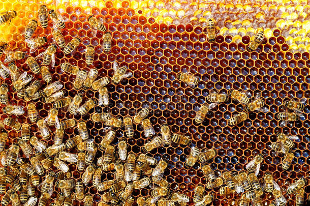 蜂房里的蜜蜂把花蜜变成蜂蜜。 蜂窝