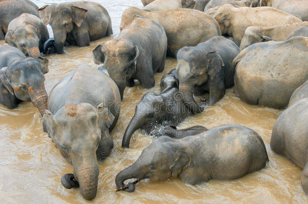来自皮涅瓦拉大象孤儿院的大象<strong>每天</strong>都在洗澡