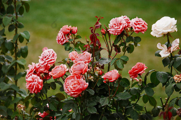 详细的粉红色玫瑰在灌木丛作为花卉背景