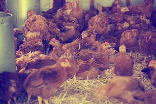 家禽养殖场的鸡