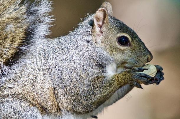 一个有趣的可爱松鼠吃坚果的美丽形象