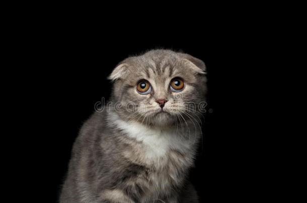 可爱的小猫苏格兰褶皱品种在孤立的黑色背景