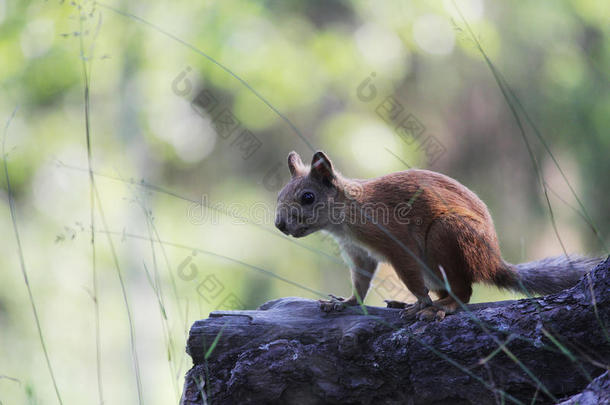 受惊吓的少年松鼠在野生森林中停下来站在松树的根茎上。