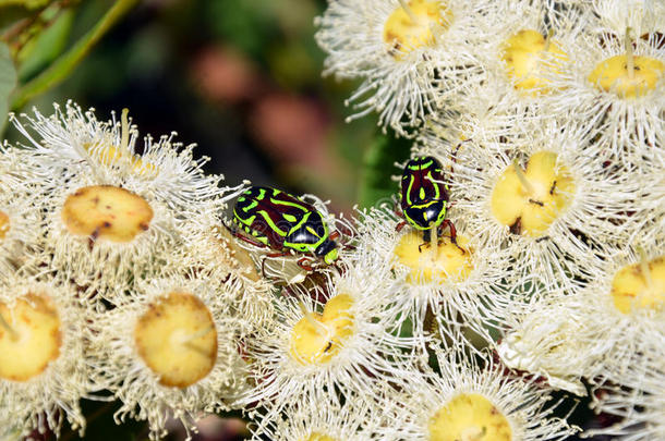 澳大利亚小提琴甲虫在树胶上开花