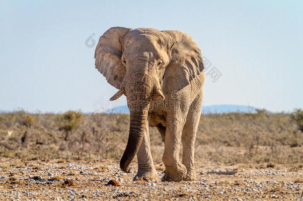纳米比亚伊托沙国家公园水洞中的非洲<strong>大象</strong>
