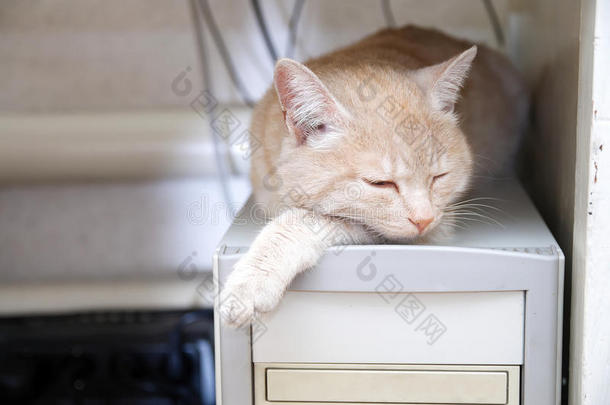 猫睡在桌子底下的电脑上