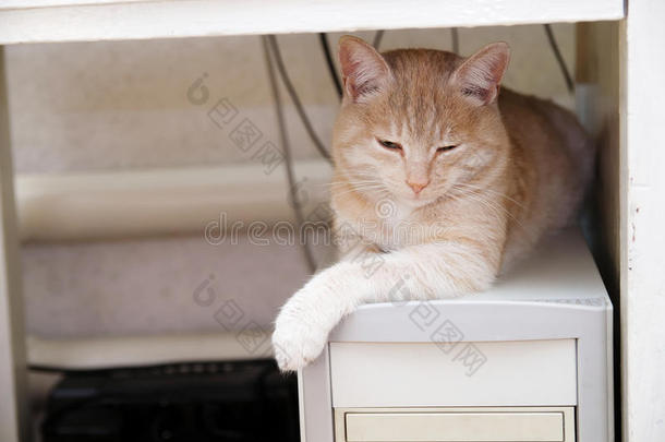 姜猫在电脑下桌子变暖