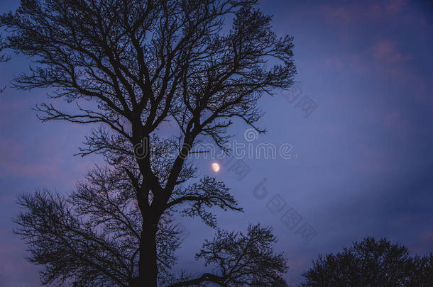 夜晚的树和月亮