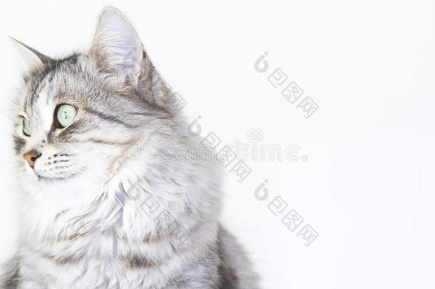 西伯利亚的美丽银猫品种在一本拷贝上
