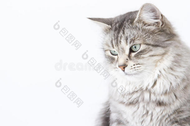 西伯利亚的美丽银猫品种在一本拷贝上