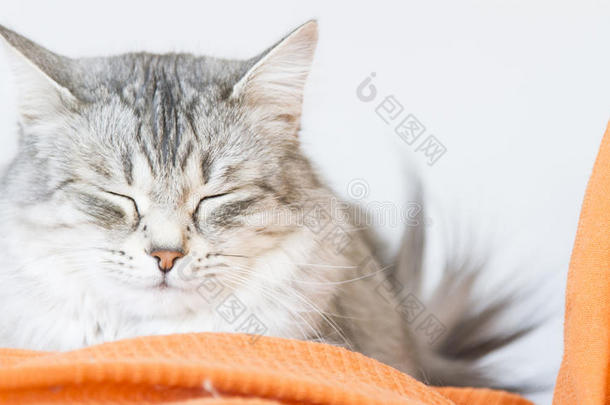沙发上可爱的银色西伯利亚猫