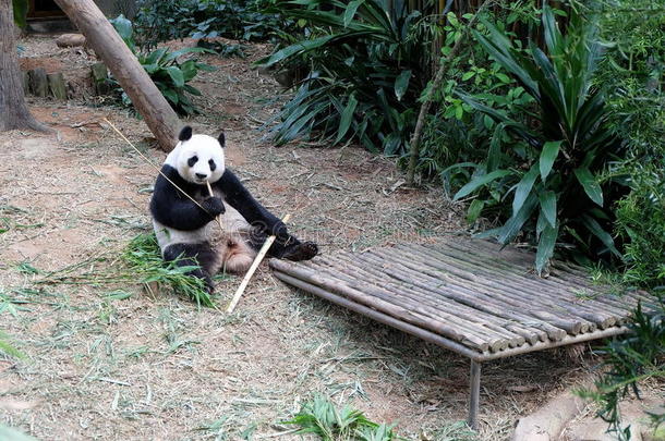成年熊猫吃饭