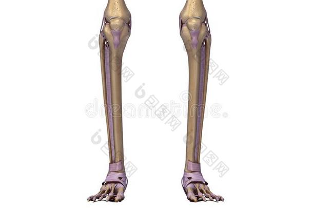 解剖踝关节先前的后面生物学