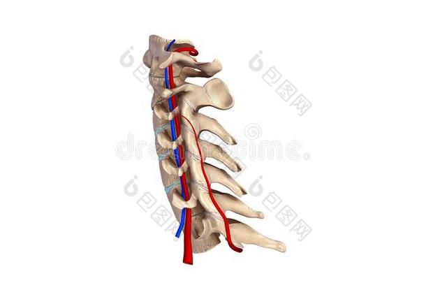 颈椎血管侧视