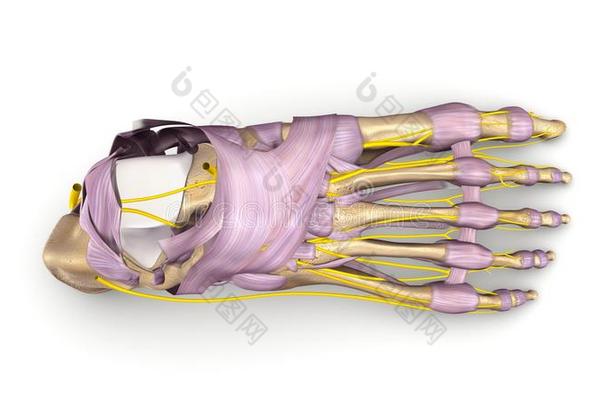 足骨与<strong>韧带</strong>和神经顶视