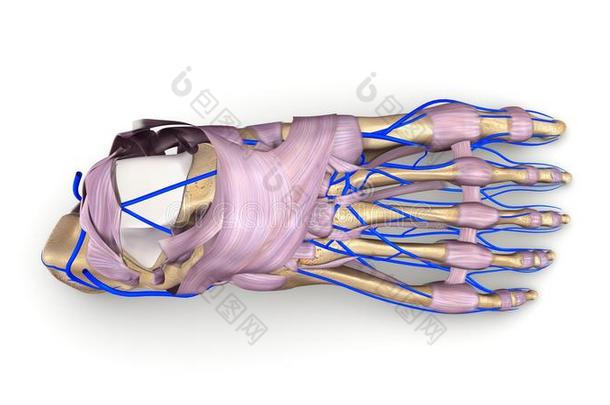 足骨与<strong>韧带</strong>和静脉顶部的景观