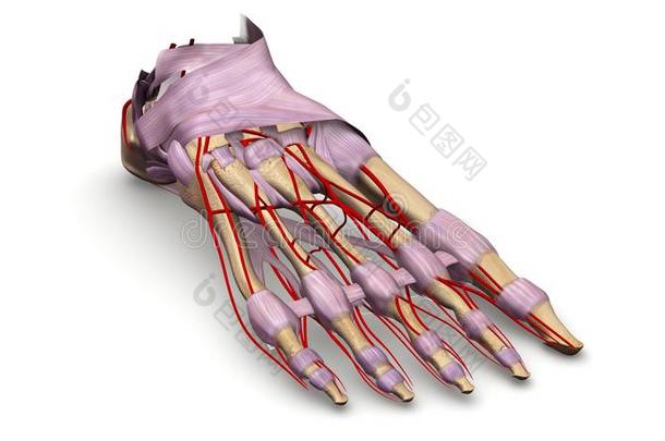 足骨与<strong>韧带</strong>和动脉的透视图