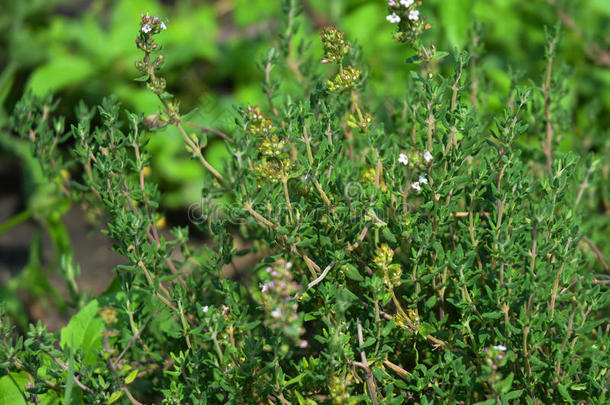 新鲜<strong>百里</strong>香草生长在户外。 <strong>百里</strong>香植物叶子特写。 生长的新鲜有机调味<strong>百里</strong>香植物。