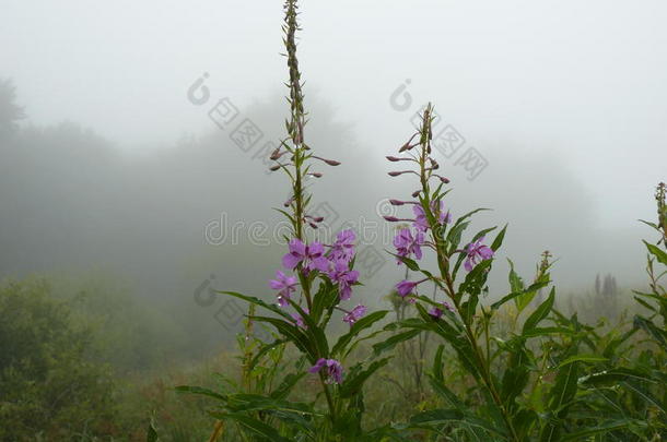 雨<strong>中草</strong>地上美丽的粉红色花朵。