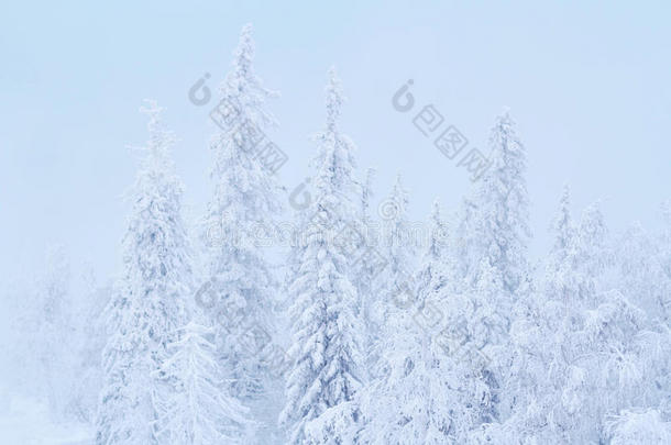 圣诞节前雪中的神奇树木。 森林里寒冷的早晨。 新年快乐。 美丽的日出