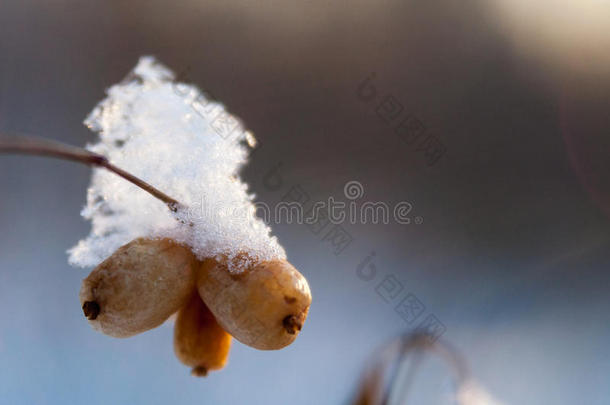 冷冻寒冷的冬季白色浆果