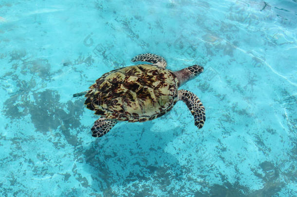海动物水下海洋乌龟