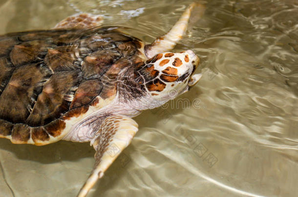 海动物水下海洋乌龟