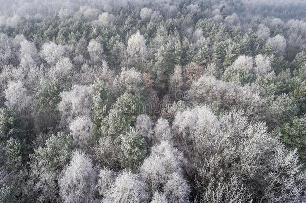 鸟瞰冬季背景与白雪覆盖的森林